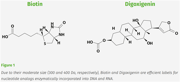 Biotin.png