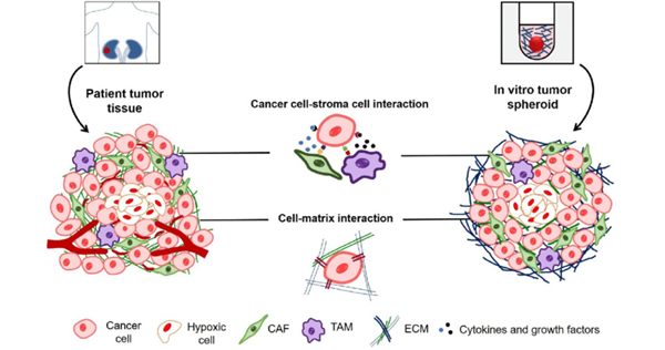 tumor spheroid.png