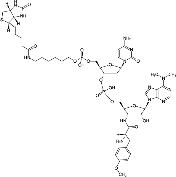 Biotin-dC-puromycin.png