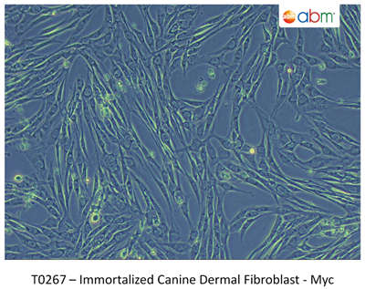 永生化犬真皮成纤维细胞- Myc