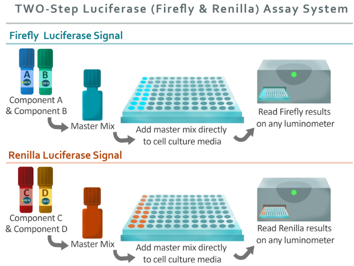 两步荧光素酶（Firefly & Renilla）检测系统方案概述