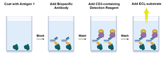 双特异性 CD19：CD3 桥接化学发光 ELISA 检测试剂盒原理。