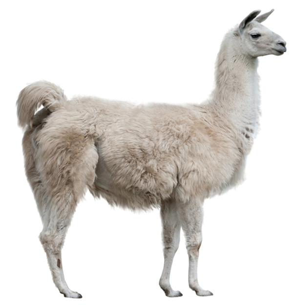 alpaca.png