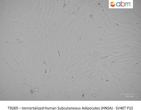 永生化人皮下前脂肪细胞（HNSA）